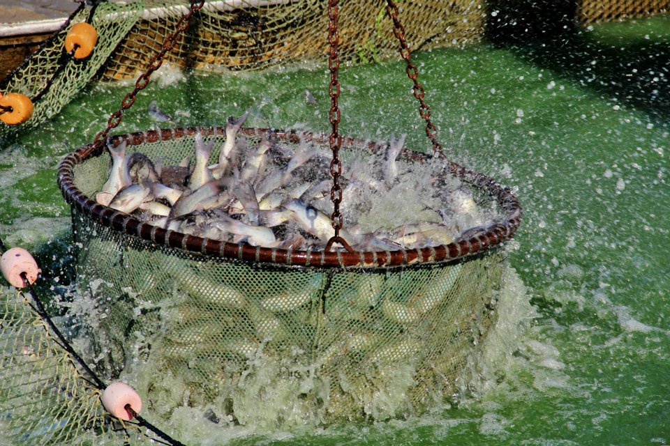 Delta Net 40" x 40" R/C Fingerling Loading Net, 3/8" Web