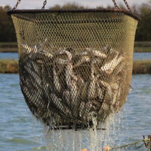 Food Fish Loading Net 48" x 48", 1" Mesh
